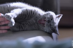 a2771